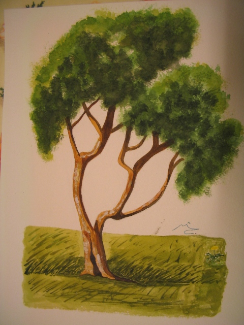 corso di disegno naturalistico 7 lezione